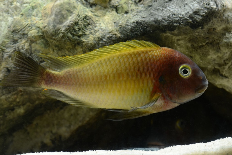 Tropheus moorii 'Musanga'